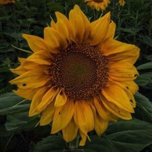 Meet your Posher, Pat